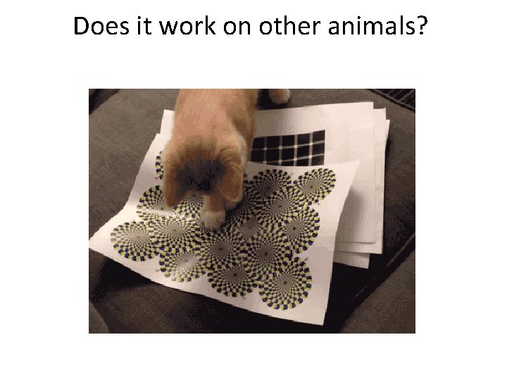 Does it work on other animals? 