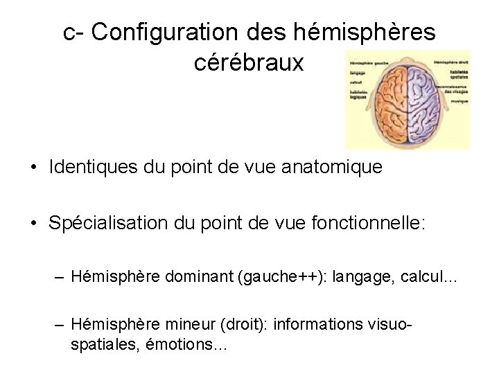 c- Configuration des hémisphères cérébraux • Identiques du point de vue anatomique • Spécialisation