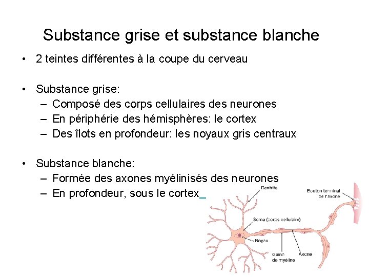 Substance grise et substance blanche • 2 teintes différentes à la coupe du cerveau