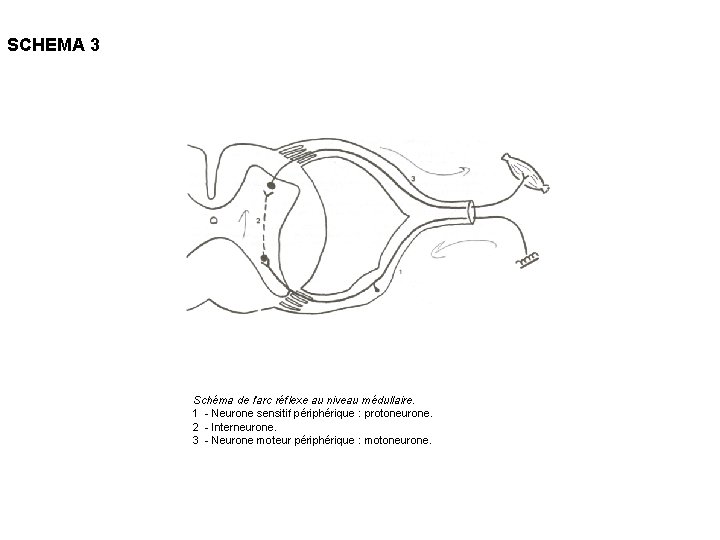 SCHEMA 3 Schéma de l'arc réflexe au niveau médullaire. 1 - Neurone sensitif périphérique