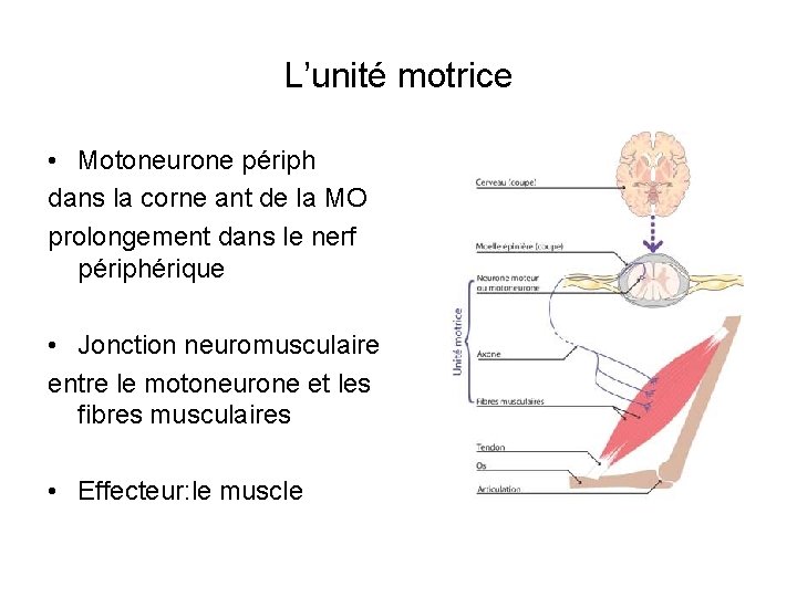 L’unité motrice • Motoneurone périph dans la corne ant de la MO prolongement dans