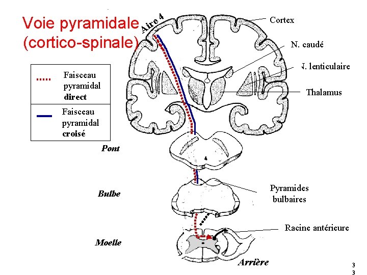 Voie pyramidale Aire 4 (cortico-spinale) Cortex N. caudé N. lenticulaire Faisceau pyramidal direct Thalamus