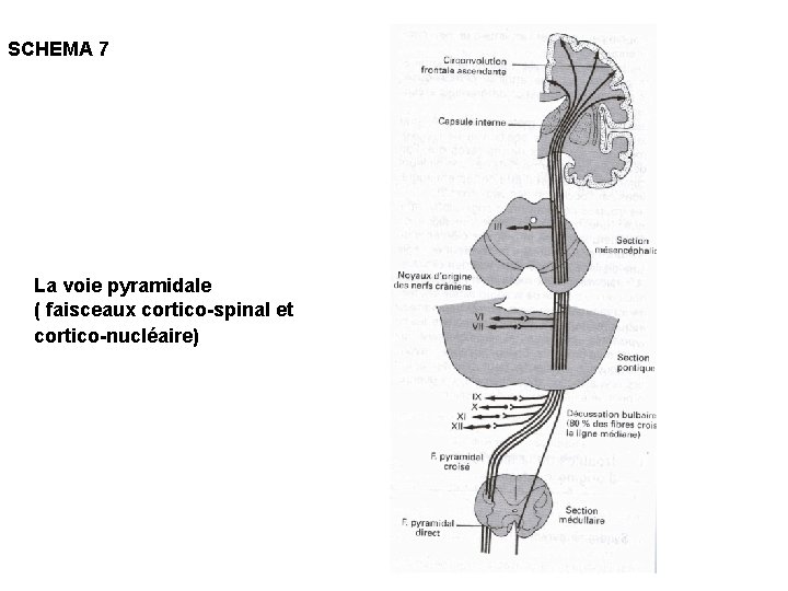 SCHEMA 7 La voie pyramidale ( faisceaux cortico-spinal et cortico-nucléaire) 