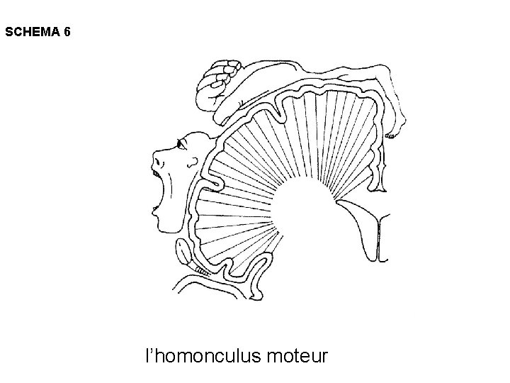 SCHEMA 6 l’homonculus moteur 