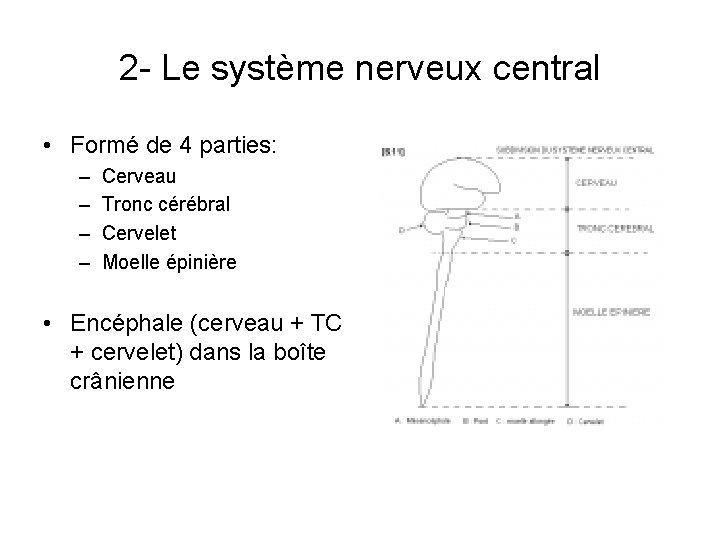 2 - Le système nerveux central • Formé de 4 parties: – – Cerveau