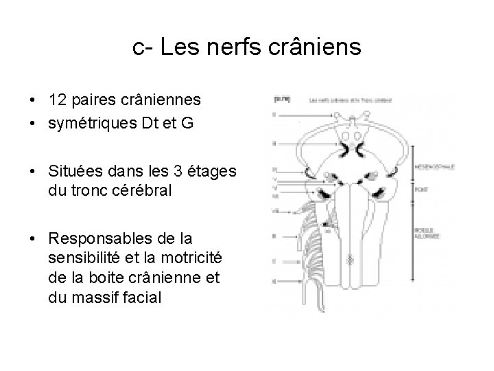 c- Les nerfs crâniens • 12 paires crâniennes • symétriques Dt et G •