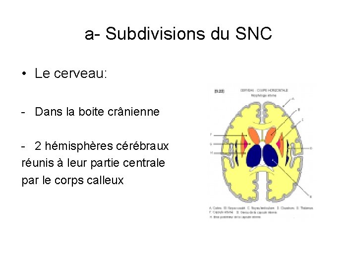 a- Subdivisions du SNC • Le cerveau: - Dans la boite crânienne - 2