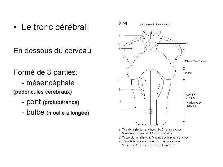  • Le tronc cérébral: En dessous du cerveau Formé de 3 parties: -