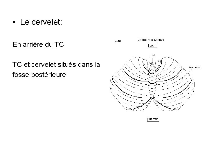  • Le cervelet: En arrière du TC TC et cervelet situés dans la