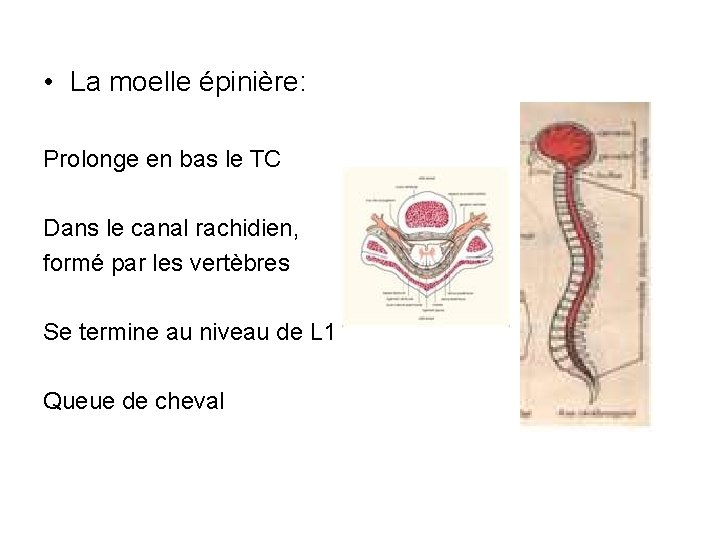  • La moelle épinière: Prolonge en bas le TC Dans le canal rachidien,