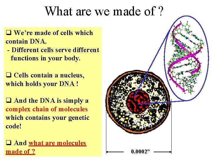 What are we made of ? q We’re made of cells which contain DNA.