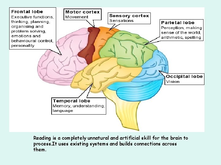 Reading is a completely unnatural and artificial skill for the brain to process. It Reading is a completely unnatural and artificial skill for the brain to process. It