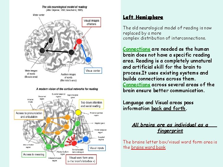 Left Hemisphere The old neurological model of reading is now replaced by a more Left Hemisphere The old neurological model of reading is now replaced by a more