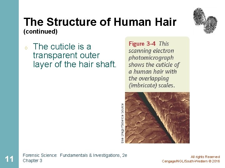 The Structure of Human Hair (continued) o 11 The cuticle is a transparent outer