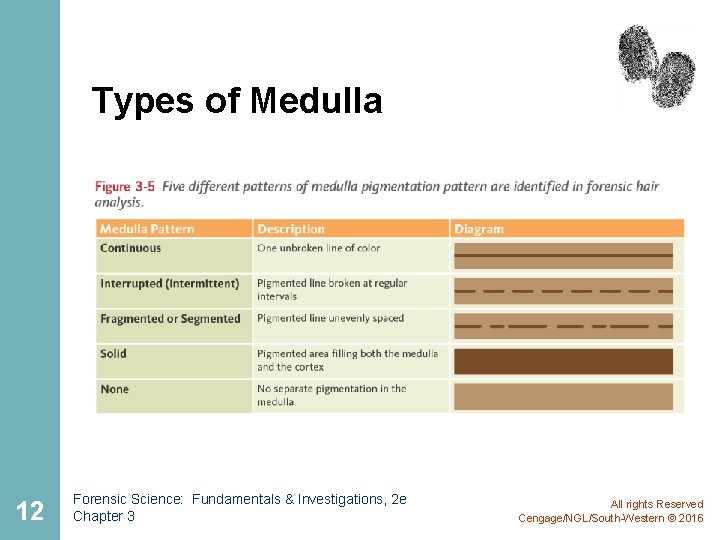 Types of Medulla 12 Forensic Science: Fundamentals & Investigations, 2 e Chapter 3 All