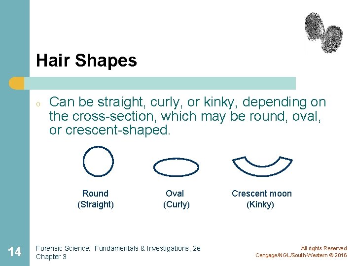 Hair Shapes o Can be straight, curly, or kinky, depending on the cross-section, which