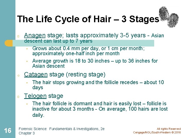 The Life Cycle of Hair – 3 Stages o Anagen stage; lasts approximately 3