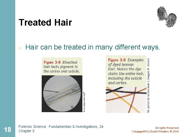 Treated Hair o 18 Hair can be treated in many different ways. Forensic Science: