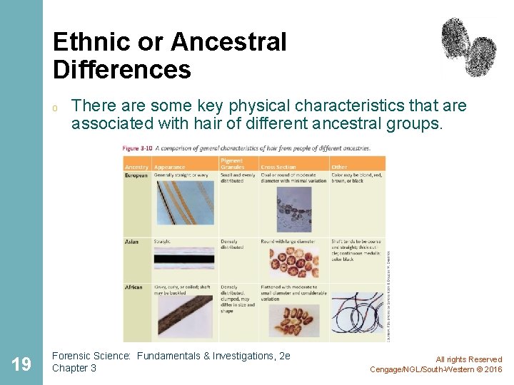 Ethnic or Ancestral Differences o 19 There are some key physical characteristics that are