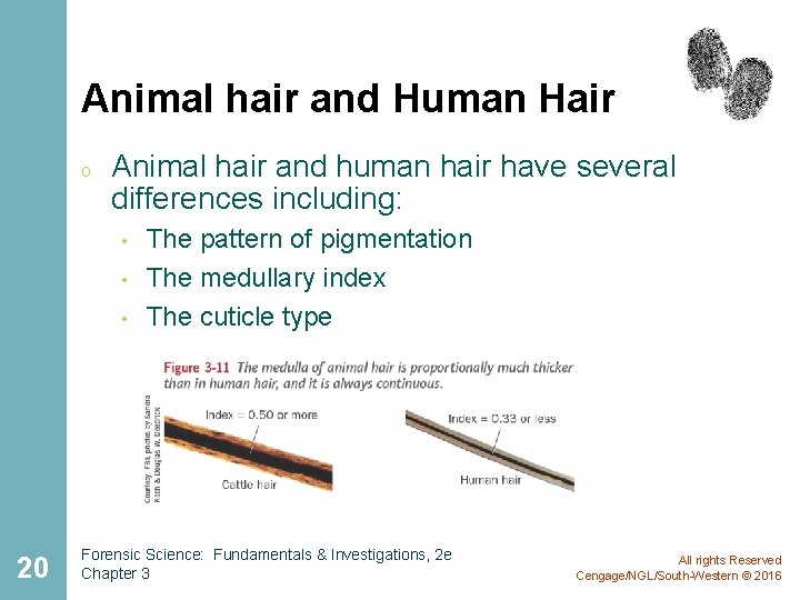 Animal hair and Human Hair o Animal hair and human hair have several differences