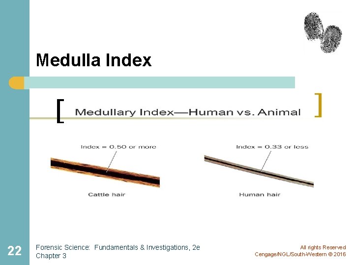 Medulla Index 22 Forensic Science: Fundamentals & Investigations, 2 e Chapter 3 All rights