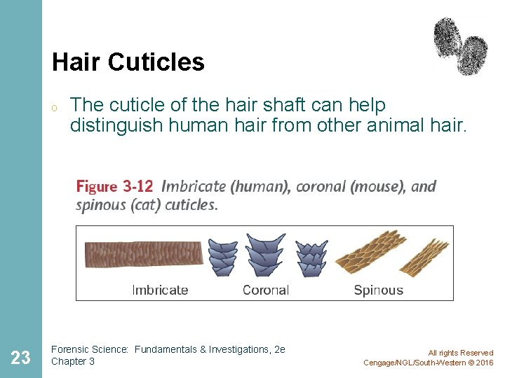 Hair Cuticles o 23 The cuticle of the hair shaft can help distinguish human