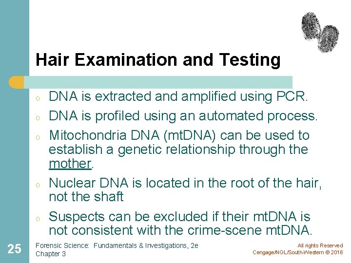 Hair Examination and Testing o o o 25 DNA is extracted and amplified using