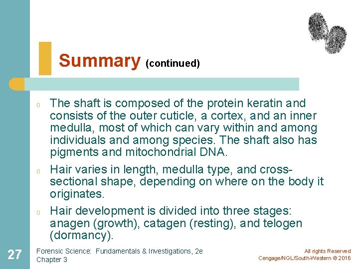 Summary (continued) o o o 27 The shaft is composed of the protein keratin