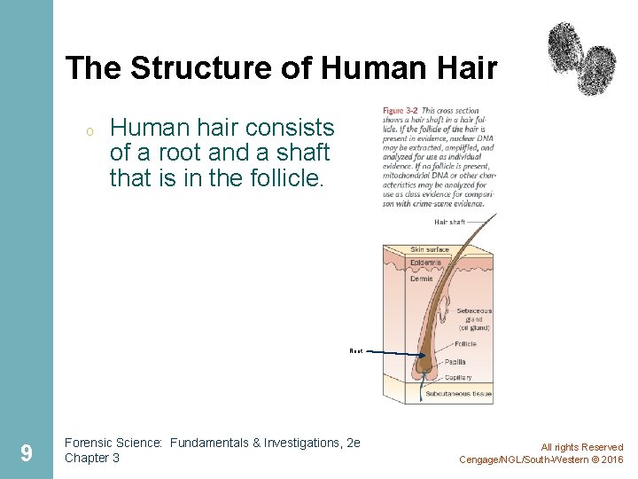 The Structure of Human Hair o Human hair consists of a root and a