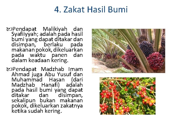 4. Zakat Hasil Bumi Pendapat Malikiyah dan Syafiiyyah; adalah pada hasil bumi yang dapat 4. Zakat Hasil Bumi Pendapat Malikiyah dan Syafiiyyah; adalah pada hasil bumi yang dapat