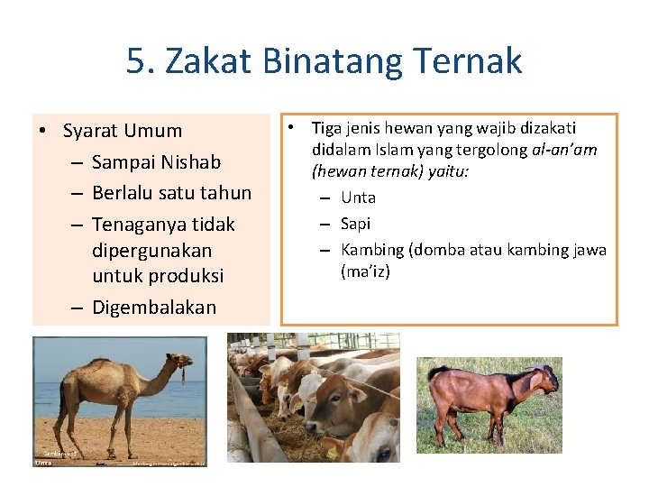5. Zakat Binatang Ternak • Syarat Umum – Sampai Nishab – Berlalu satu tahun 5. Zakat Binatang Ternak • Syarat Umum – Sampai Nishab – Berlalu satu tahun