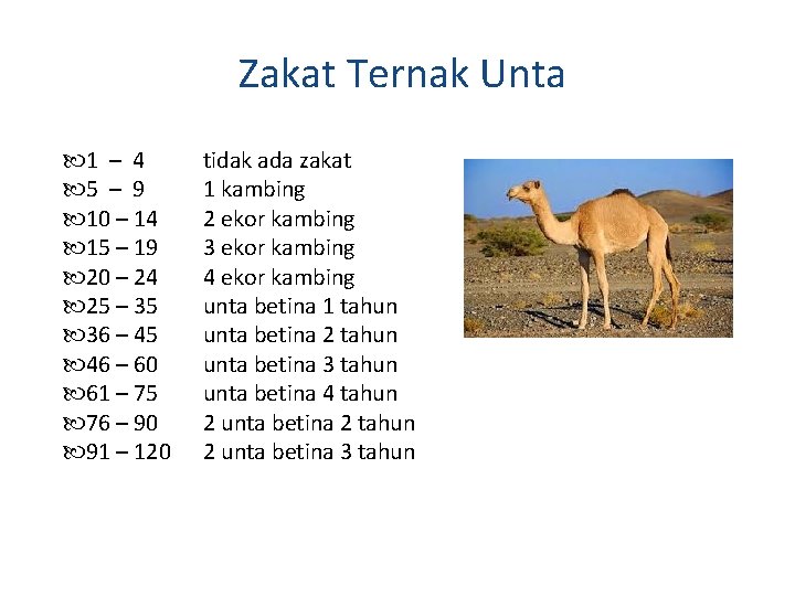 Zakat Ternak Unta 1 – 4 5 – 9 10 – 14 15 – Zakat Ternak Unta 1 – 4 5 – 9 10 – 14 15 –