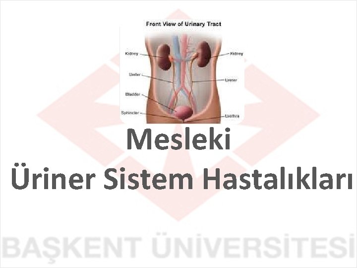 Mesleki Üriner Sistem Hastalıkları 