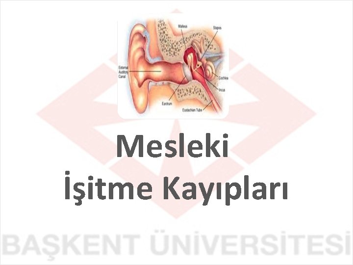 Mesleki İşitme Kayıpları 