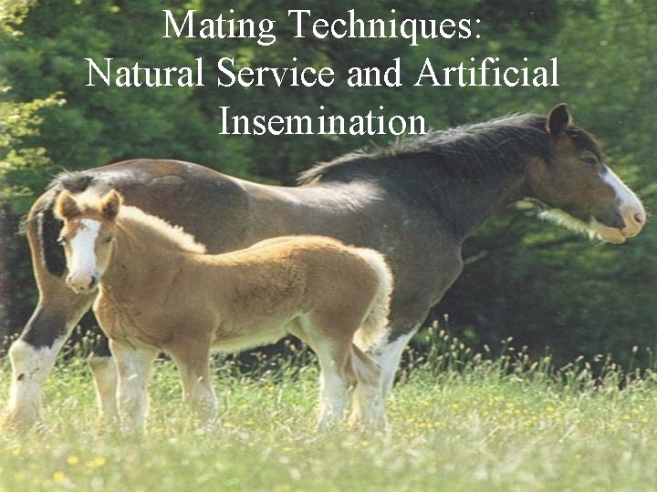 Mating Techniques: Natural Service and Artificial Insemination 