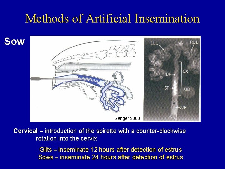 Methods of Artificial Insemination Sow Senger 2003 Cervical – introduction of the spirette with