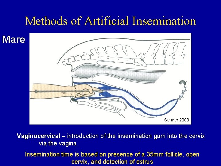 Methods of Artificial Insemination Mare Senger 2003 Vaginocervical – introduction of the insemination gum
