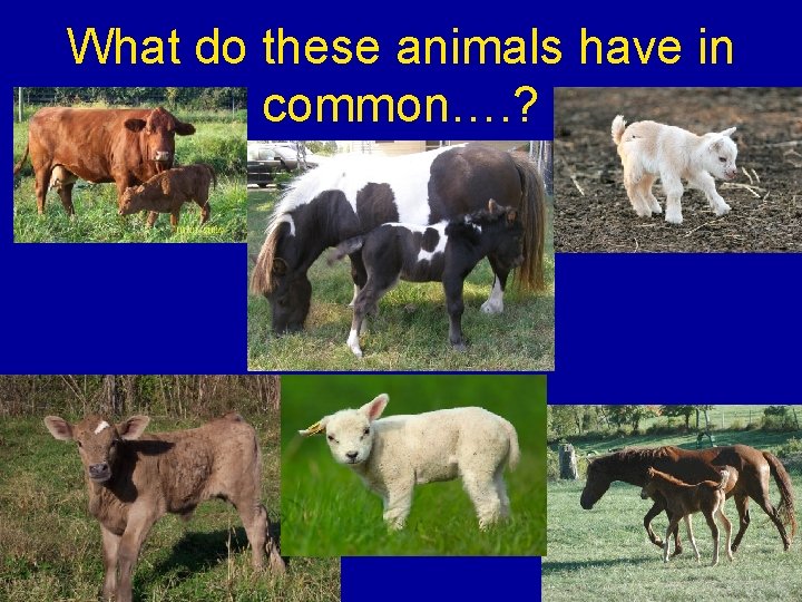 What do these animals have in common…. ? 