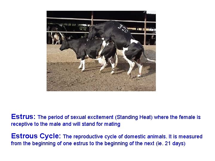 Mating Techniques Natural Service and Artificial Insemination What