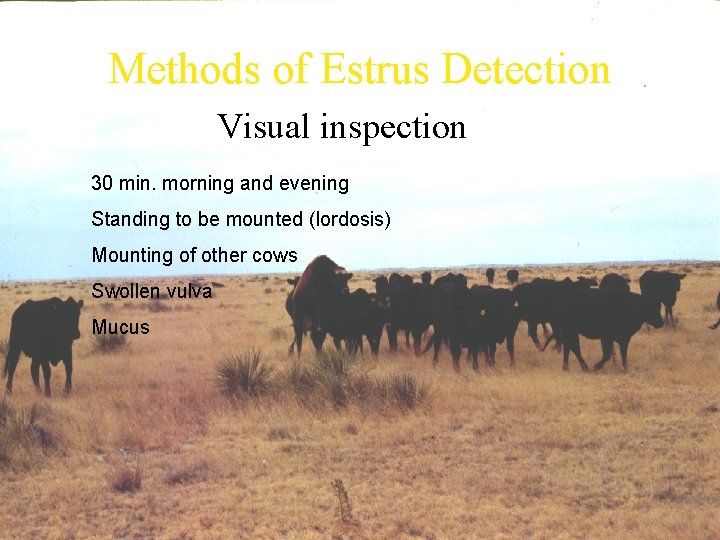 Methods of Estrus Detection Visual inspection 30 min. morning and evening Standing to be