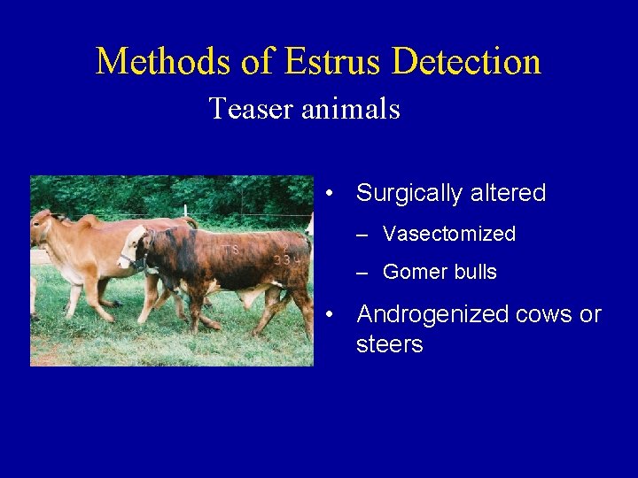 Methods of Estrus Detection Teaser animals • Surgically altered – Vasectomized – Gomer bulls