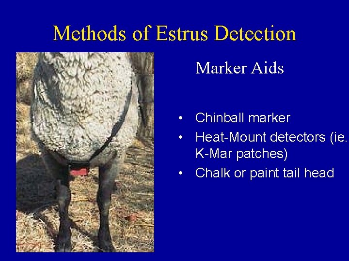 Methods of Estrus Detection Marker Aids • Chinball marker • Heat-Mount detectors (ie. K-Mar
