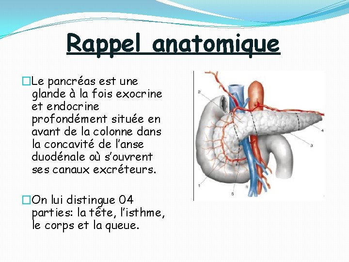 Rappel anatomique �Le pancréas est une glande à la fois exocrine et endocrine profondément