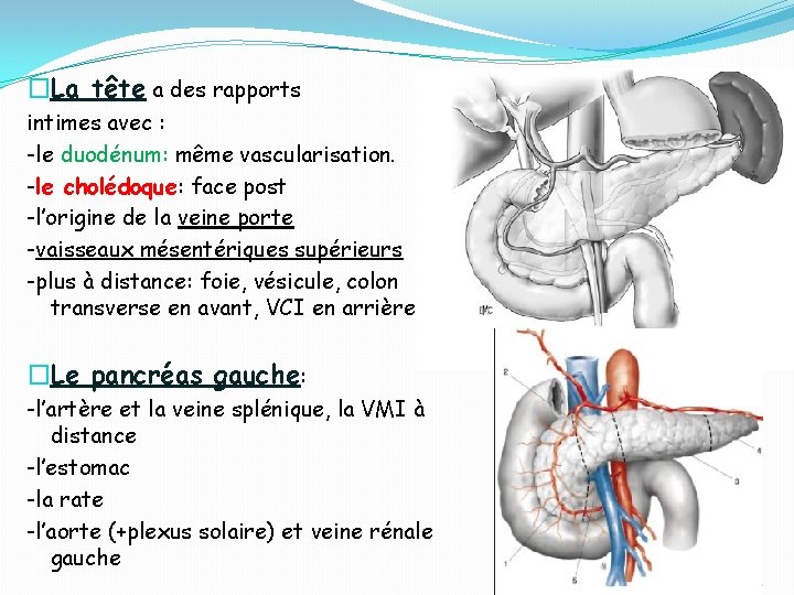 �La tête a des rapports intimes avec : -le duodénum: même vascularisation. -le cholédoque: