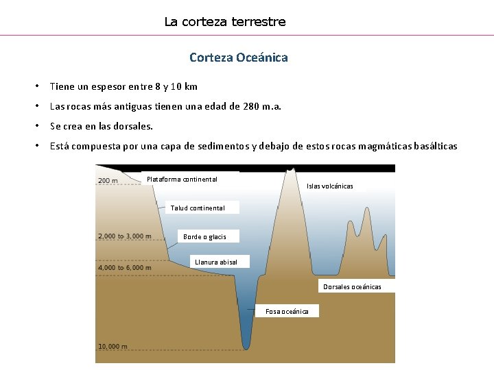 La corteza terrestre Corteza Oceánica • Tiene un espesor entre 8 y 10 km