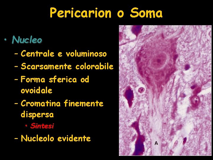 Pericarion o Soma • Nucleo – Centrale e voluminoso – Scarsamente colorabile – Forma