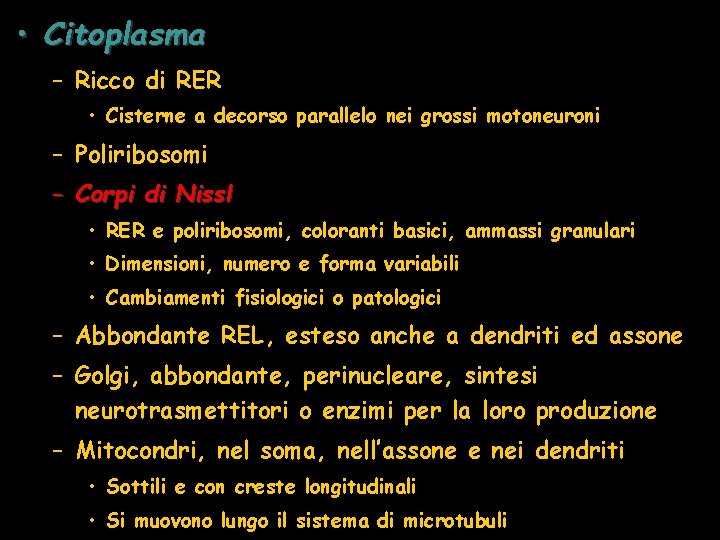  • Citoplasma – Ricco di RER • Cisterne a decorso parallelo nei grossi