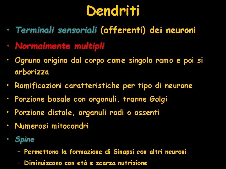 Dendriti • Terminali sensoriali (afferenti) dei neuroni • Normalmente multipli • Ognuno origina dal