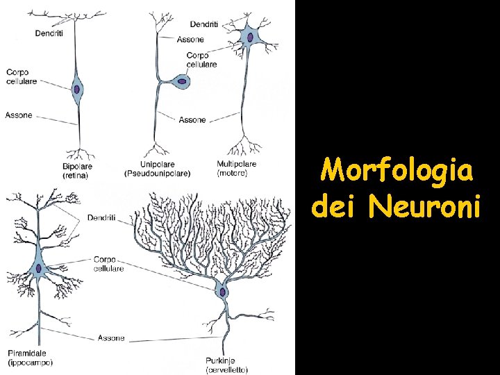 Morfologia dei Neuroni 