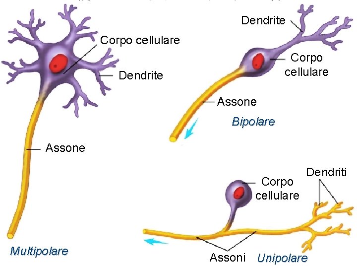 Dendrite Corpo cellulare Dendrite Assone Bipolare Assone Corpo cellulare Multipolare Dendriti Assoni Unipolare 